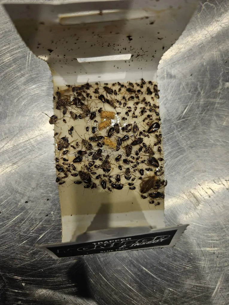 Glue trap full of cockroaches — monitoring inspection