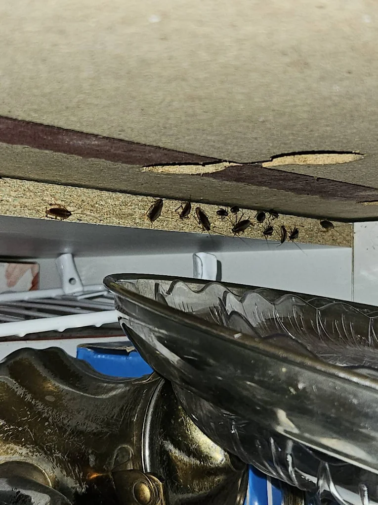 Cockroach infestation found in kitchen cabinet