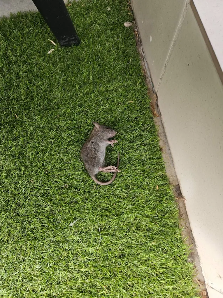 Rodent removed after rat control treatment