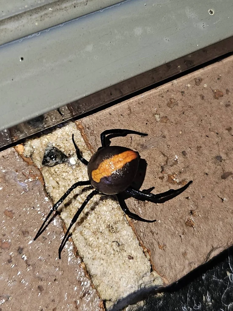 Dangerous spider found and treated
